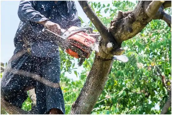 tree services West Baraboo